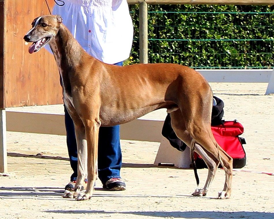 CH. Laïxon amber des sables d'élodie