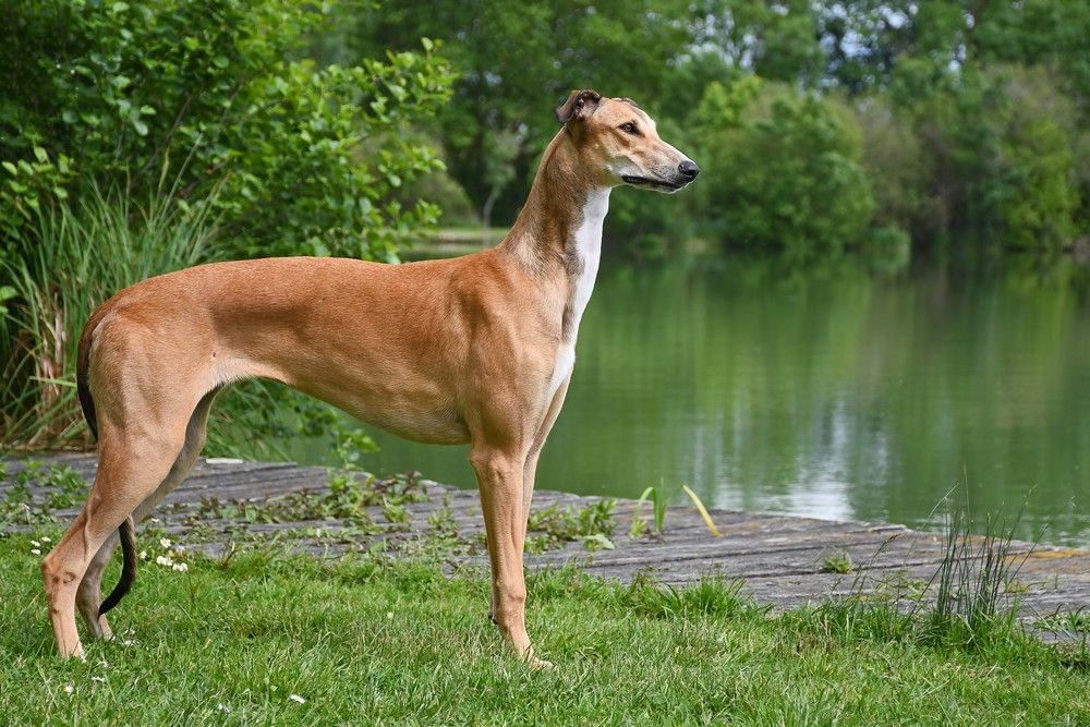 Une daisyree des sables d'élodie