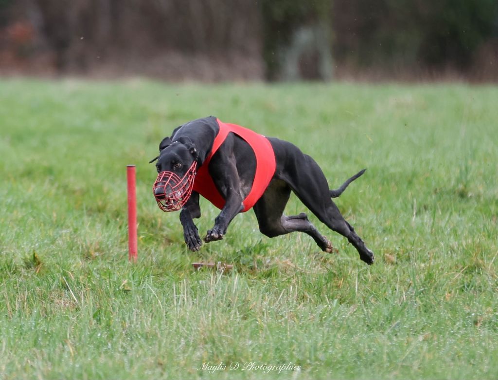 des sables d'élodie - The Swiss Sighthound Combi Show Coursing 18 et 19.05.24