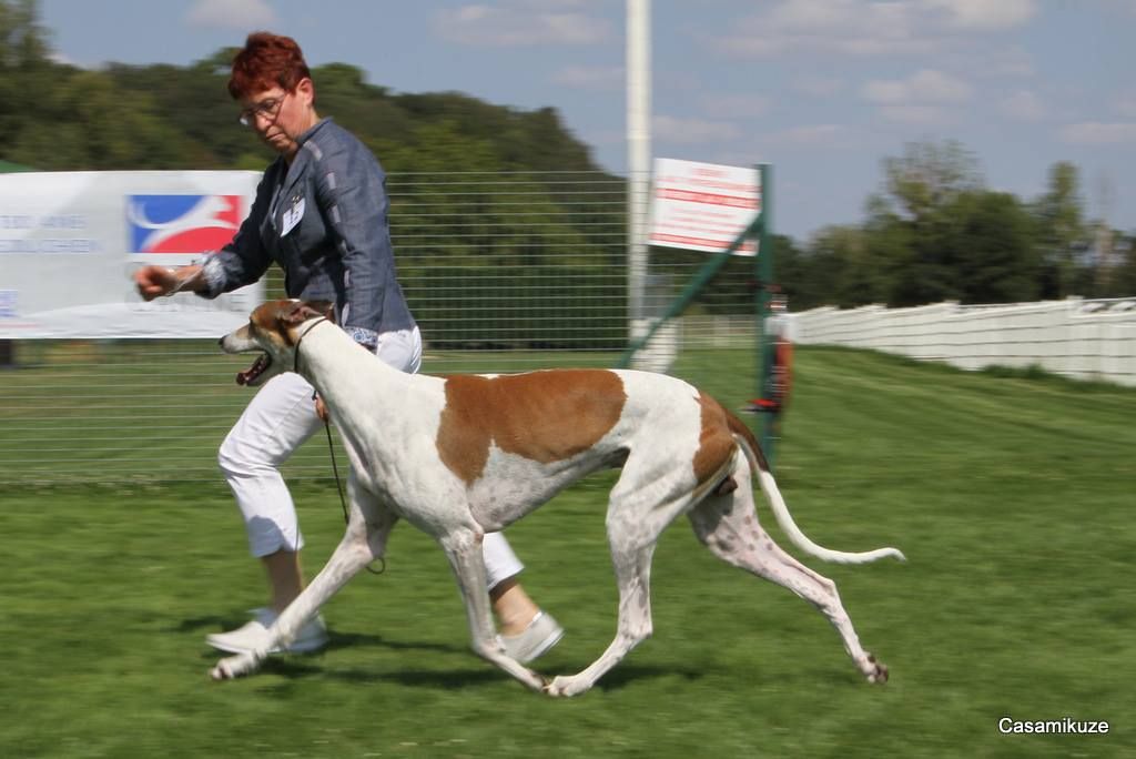 des sables d'élodie - GAGNANT DU TOP GREYHOUND CLUB 2018