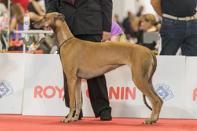 des sables d'élodie - WDS MONDIALE MILAN 2015