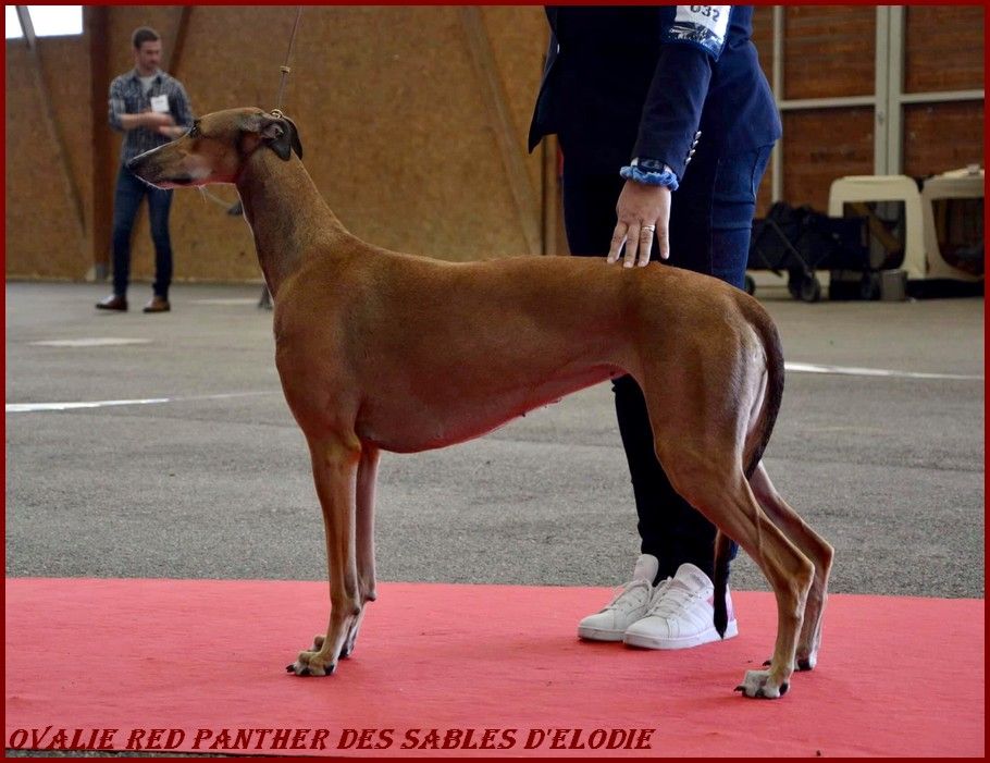 des sables d'élodie - Exposition Nationale d'Elevage Greyhounds 2.10.21