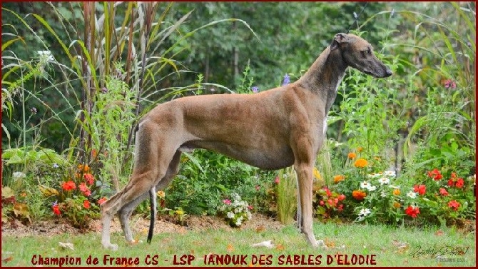 des sables d'élodie - C'est Officiel IANOUK est Champion de France de beauté