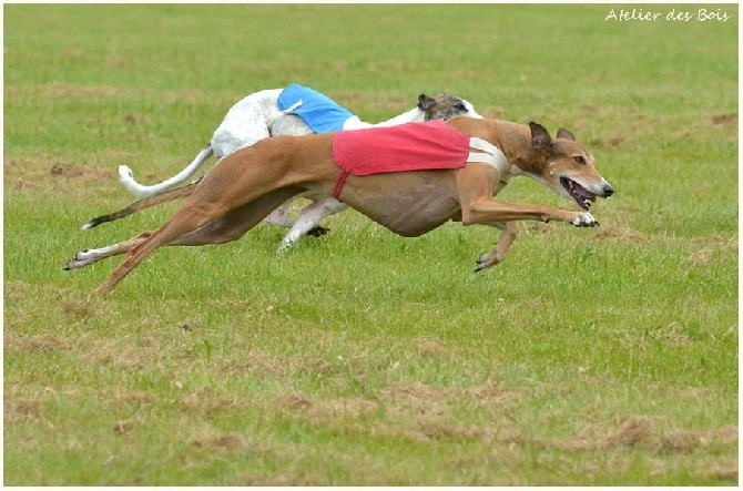 des sables d'élodie - PVL spéciale Greyhounds La Roche Posay 19.06.16