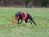  - The Swiss Sighthound Combi Show Coursing 18 et 19.05.24