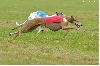  - PVL spéciale Greyhounds La Roche Posay 19.06.16