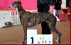  - TOP GREYHOUND CAGF 2014 