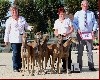  - Nationale D'élevage Greyhound Pompadour 24.09.17 