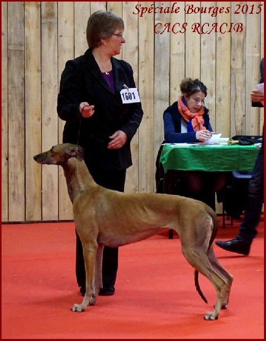 des sables d'élodie - CACIB Spéciale Bourges 22/02/15