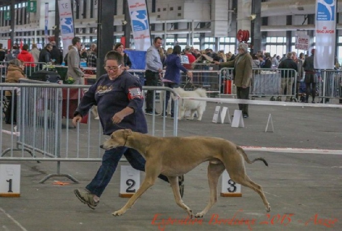 des sables d'élodie - CACIB BORDEAUX 18/01/15. SUPER JOURNEE