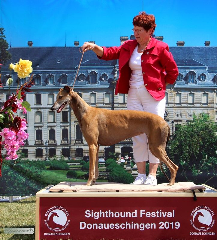 des sables d'élodie - Sighthound Festival Donaueschingen 2019 08 03 et 04