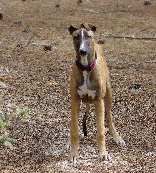 CH. Laïxon amber des sables d'élodie