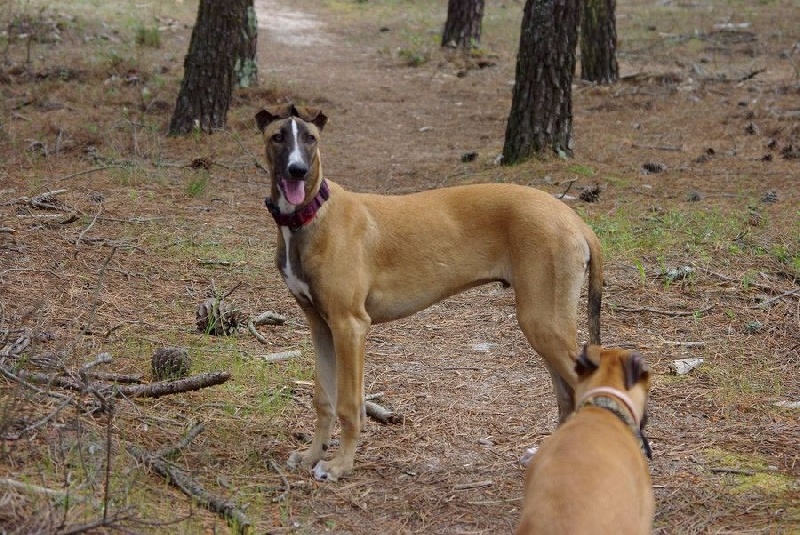 CH. Laïxon amber des sables d'élodie