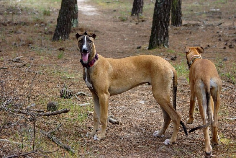 CH. Laïxon amber des sables d'élodie