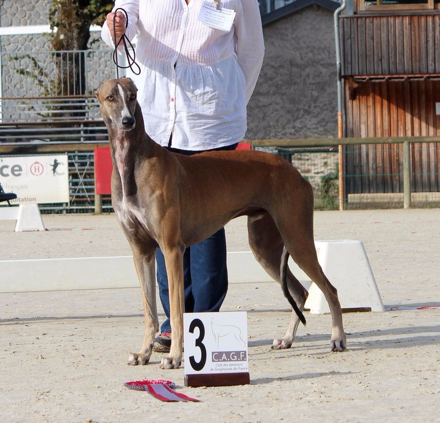 CH. Laïxon amber des sables d'élodie