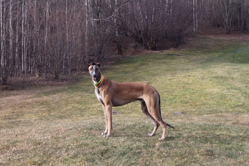 CH. Laïxon amber des sables d'élodie