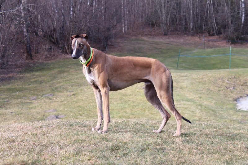 CH. Laïxon amber des sables d'élodie