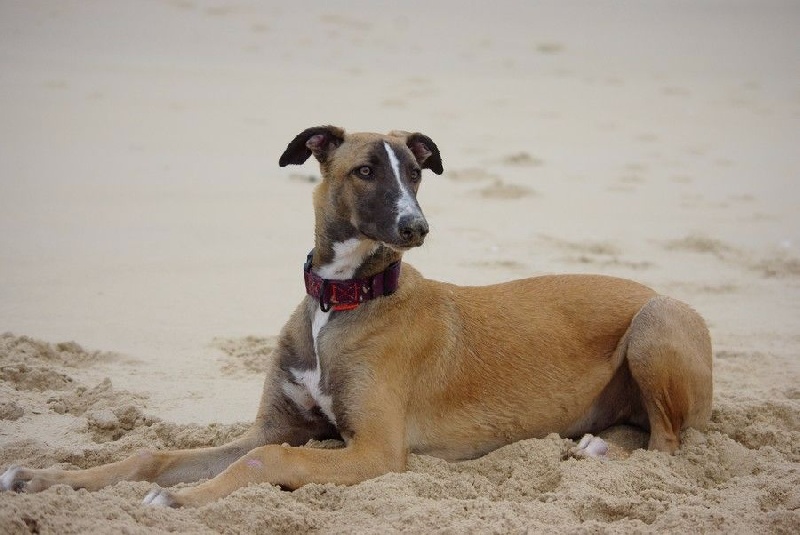 CH. Laïxon amber des sables d'élodie