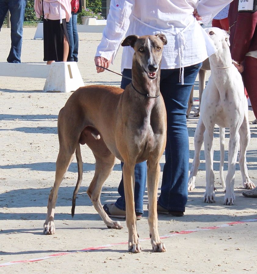 CH. Laïxon amber des sables d'élodie