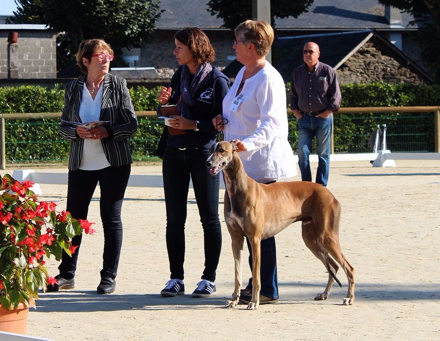 CH. Laïxon amber des sables d'élodie