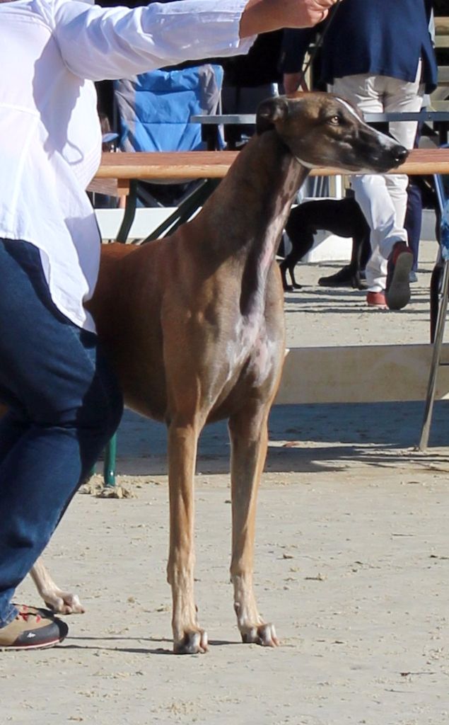 CH. Laïxon amber des sables d'élodie