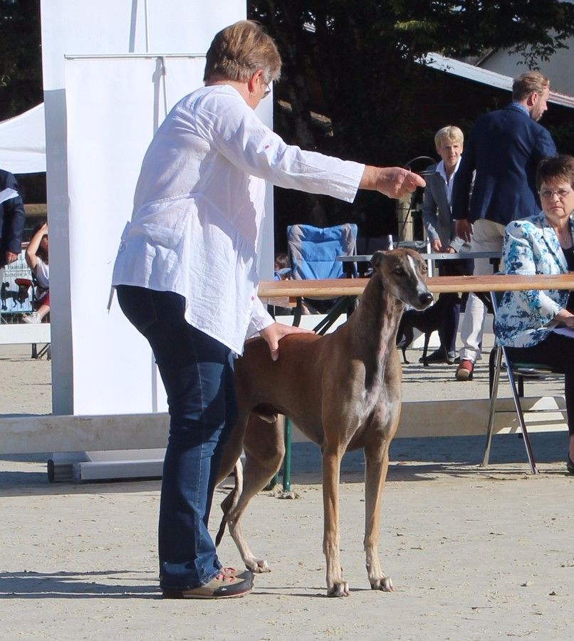 CH. Laïxon amber des sables d'élodie