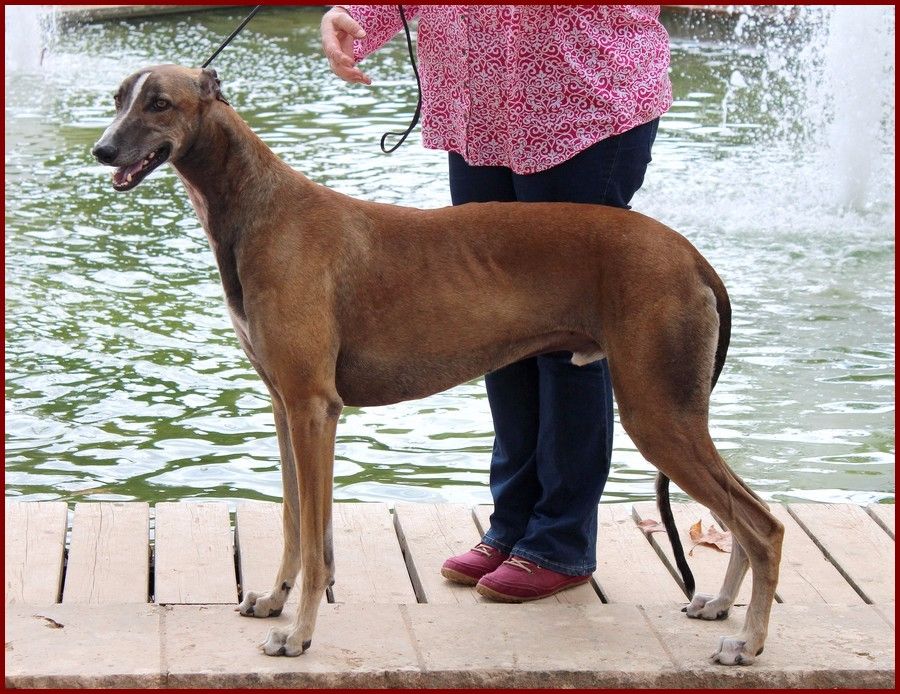 CH. Laïxon amber des sables d'élodie