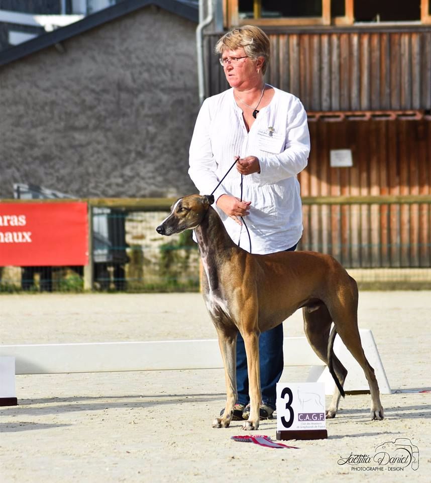 CH. Laïxon amber des sables d'élodie