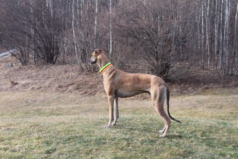 CH. Laïxon amber des sables d'élodie