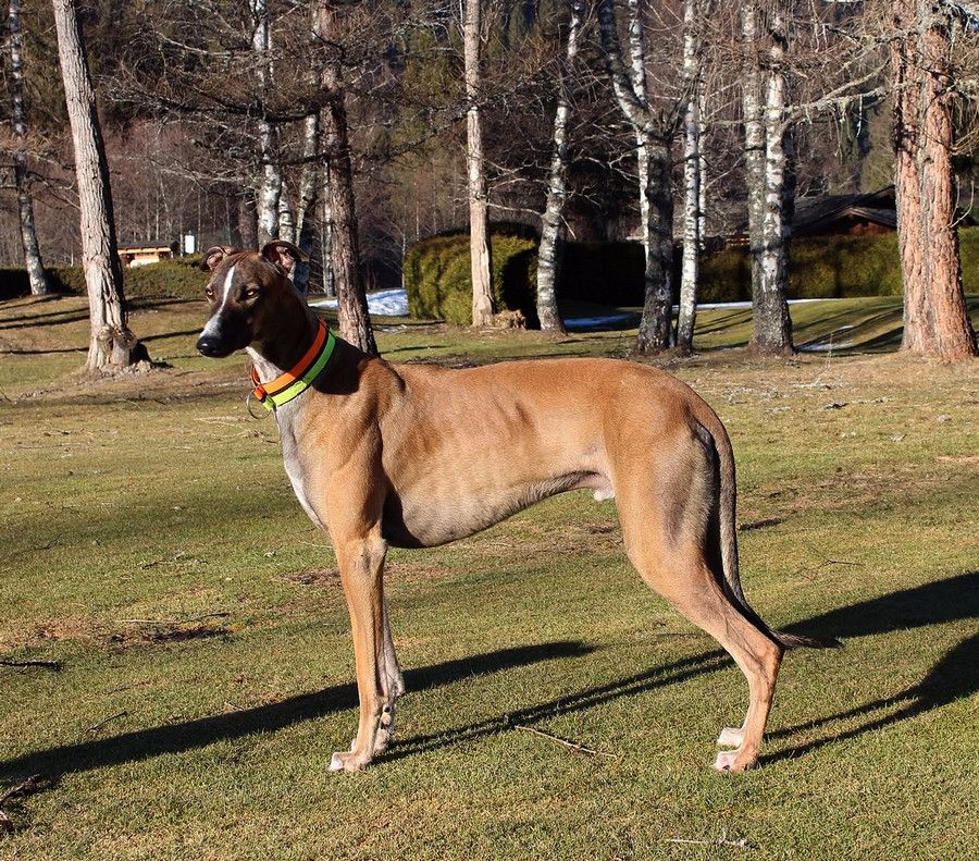 CH. Laïxon amber des sables d'élodie