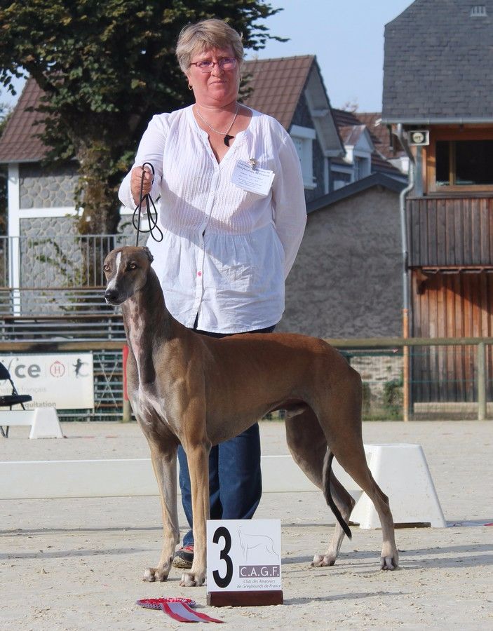 CH. Laïxon amber des sables d'élodie