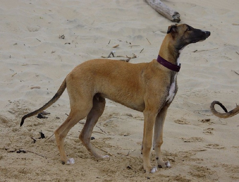 CH. Laïxon amber des sables d'élodie