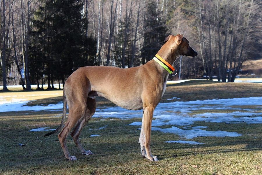 CH. Laïxon amber des sables d'élodie