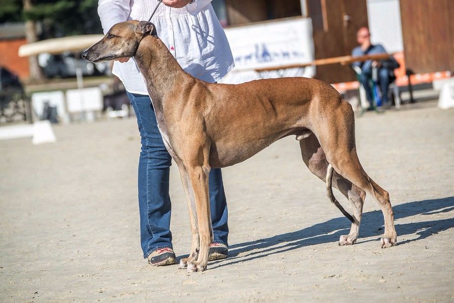 CH. Laïxon amber des sables d'élodie