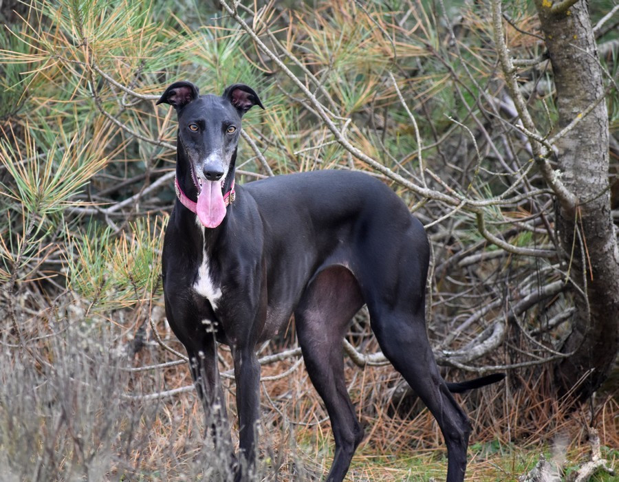 CH. Surprise partie des sables d'élodie