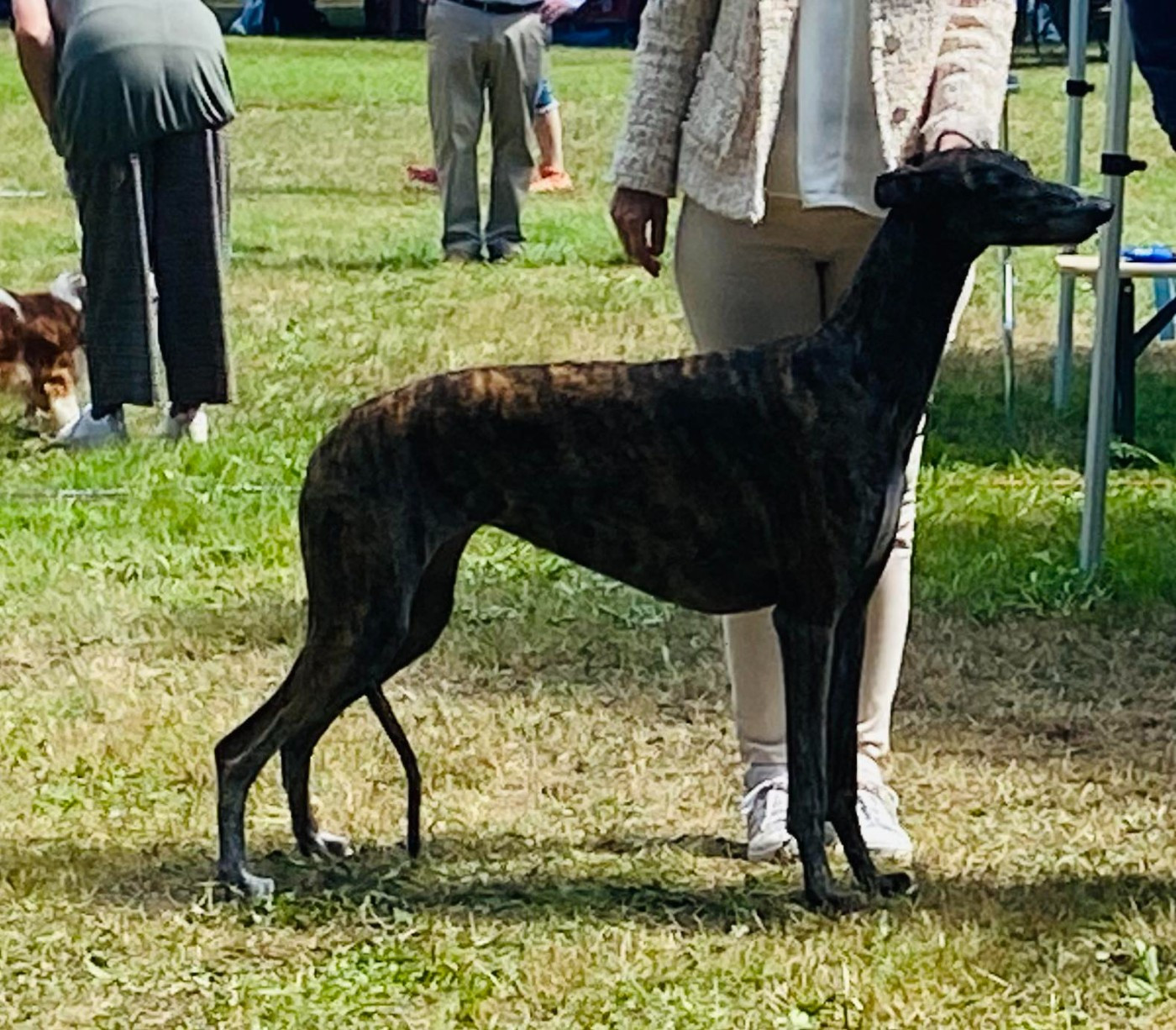 CH. Siyanah des sables d'élodie