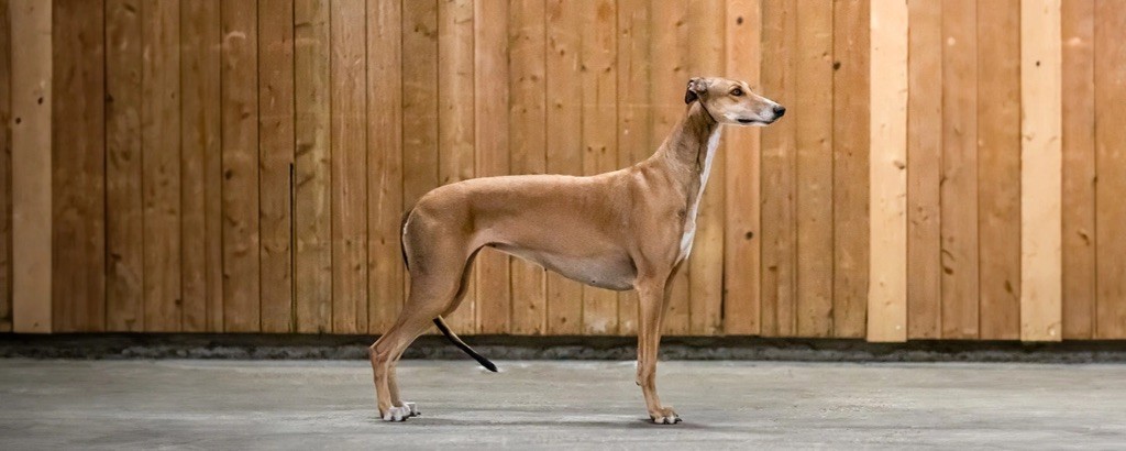 CH. Ovalie red panther des sables d'élodie