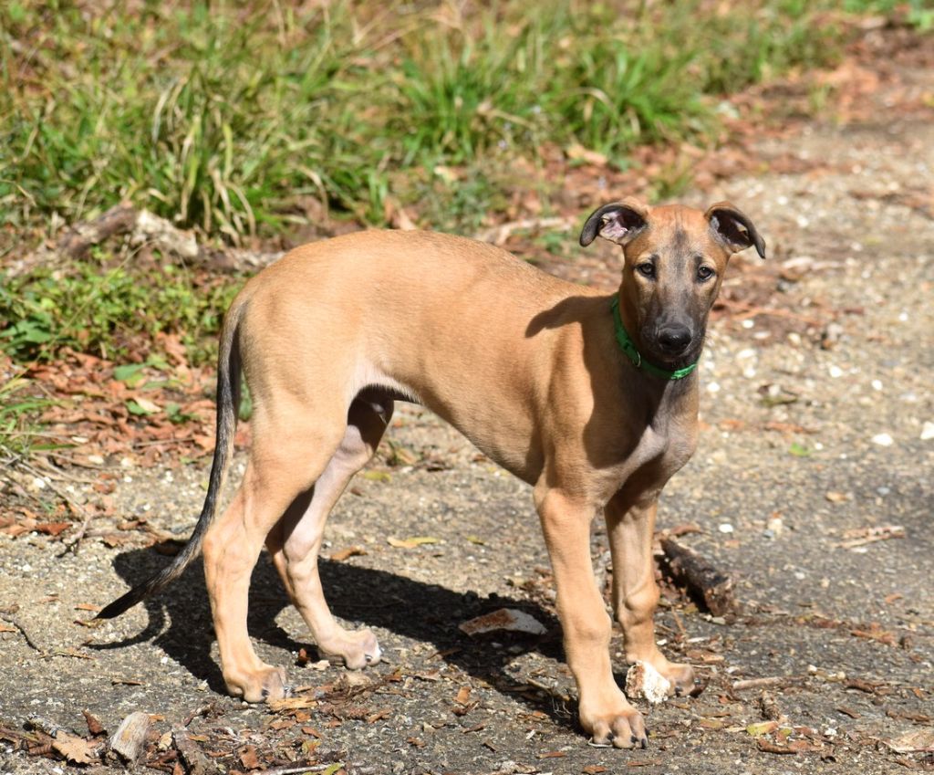 Augustin des sables d'élodie