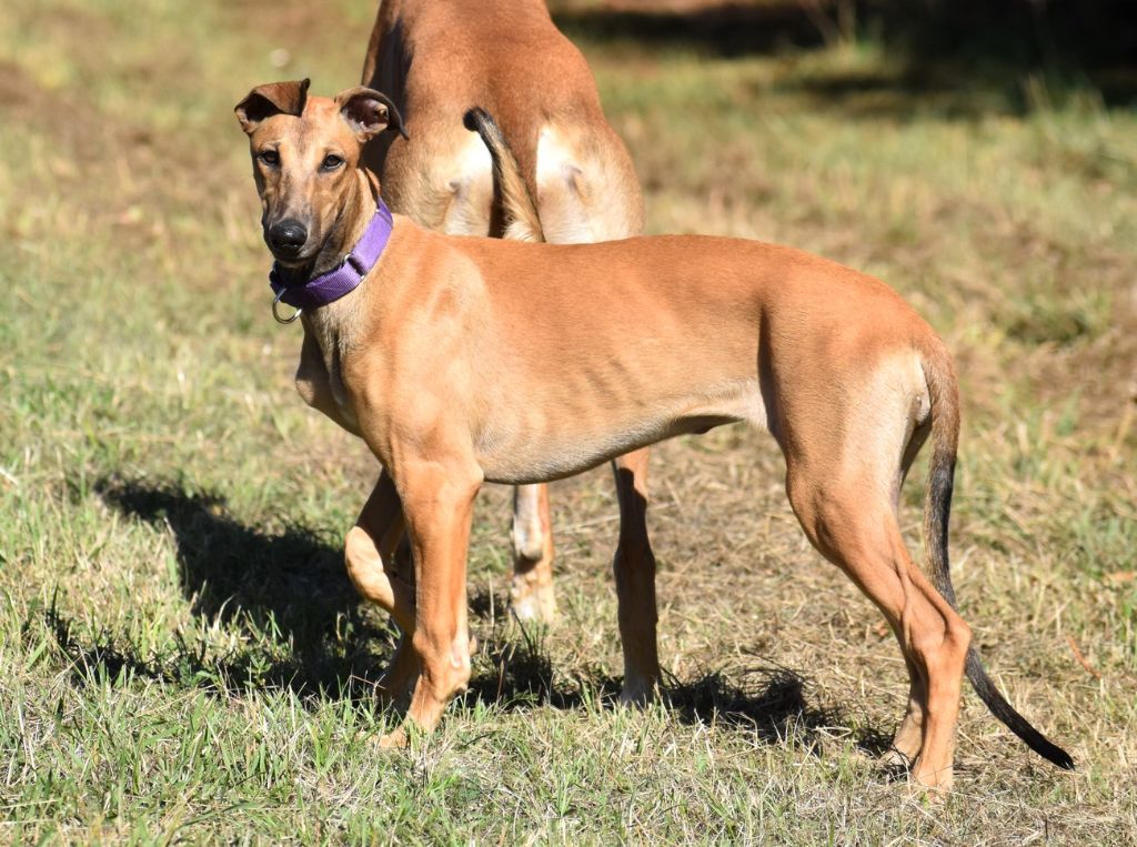 Ayloise amour des sables d'élodie