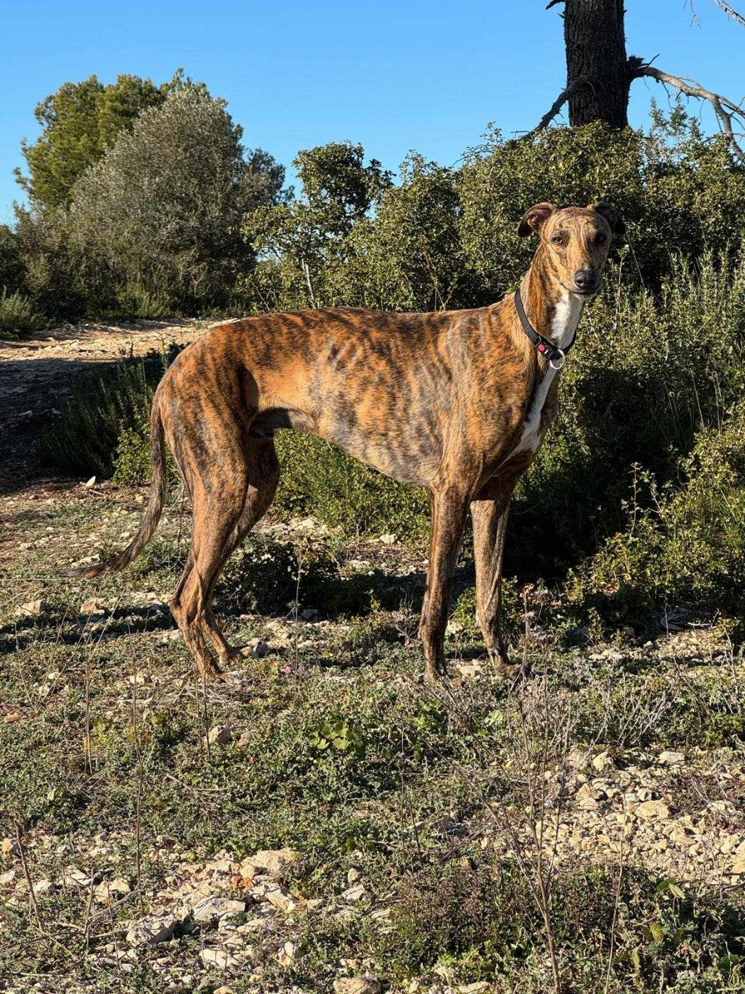 UNAI PISTACHE des sables d'élodie