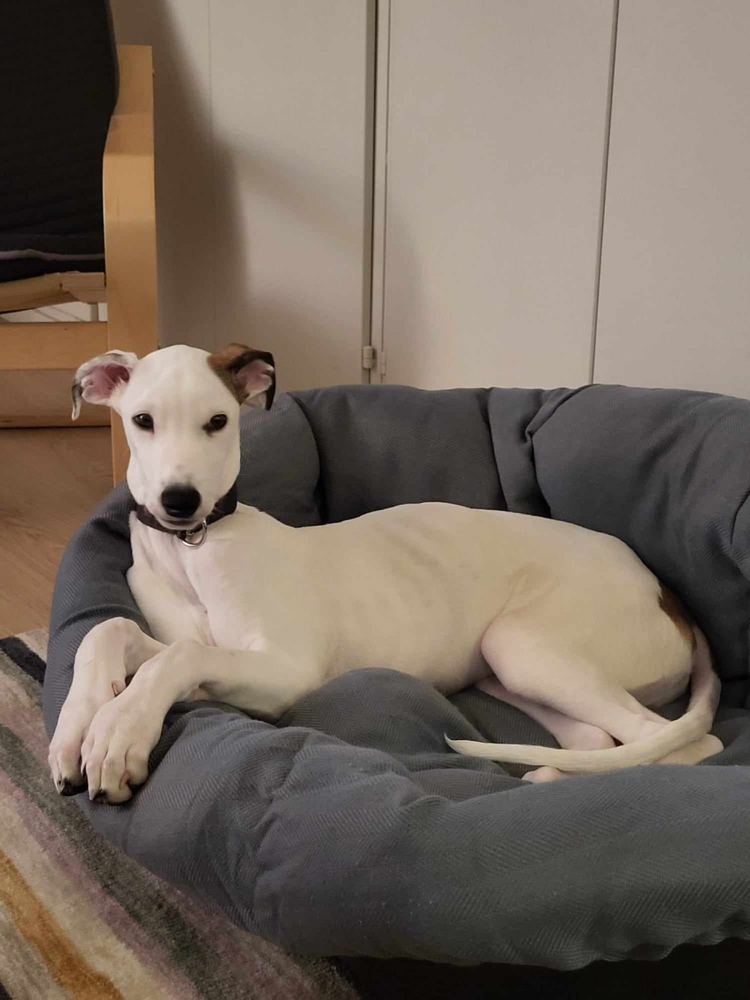 ULYSSIAN des sables d'élodie