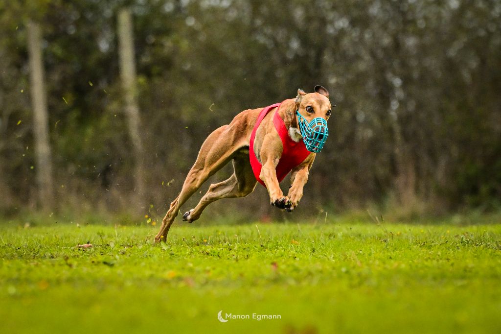 CHAMPIONNAT DE FREANCE PVL 2025