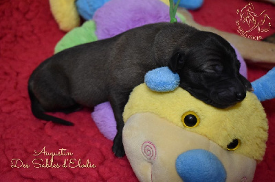CHIOT