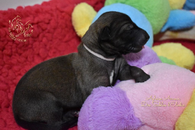 CHIOT